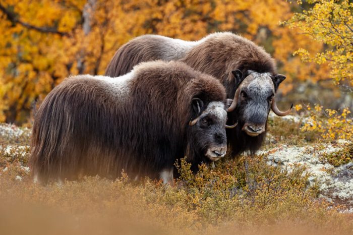 Dovrefjell Noorwegen