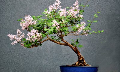 kweken van een bonsai boom