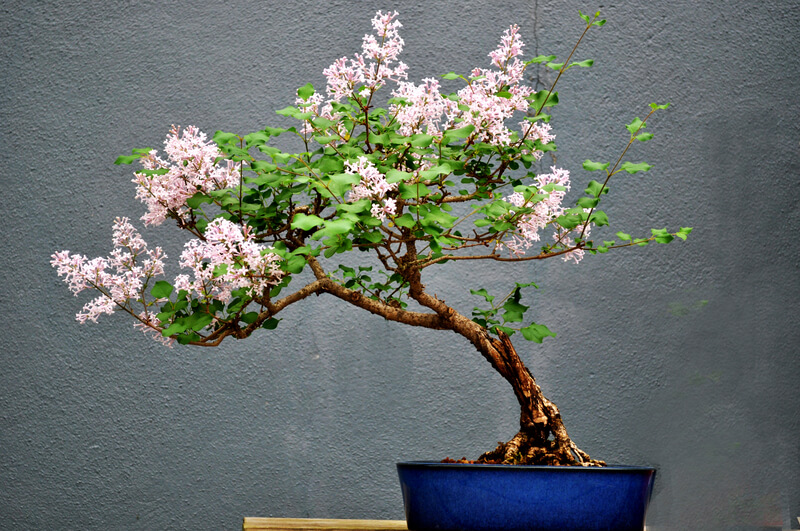 kweken van een bonsai boom
