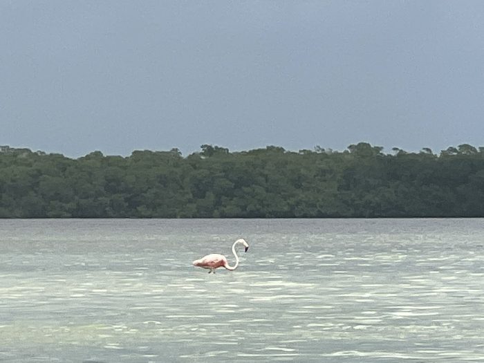 flamingo-celestun