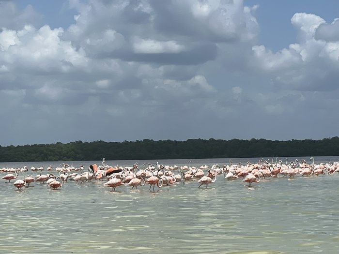 flamingos-celestun