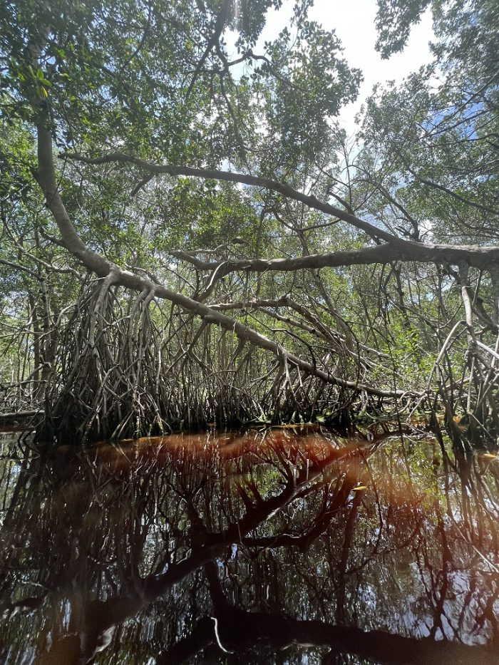 mangrove-tour-celestun