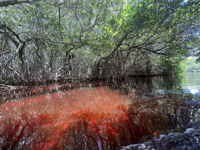 mangroves-celestun