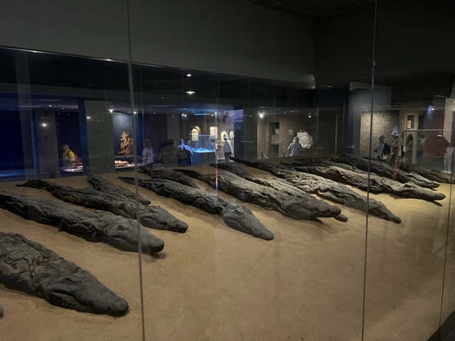 krokodillen museum kom ombo